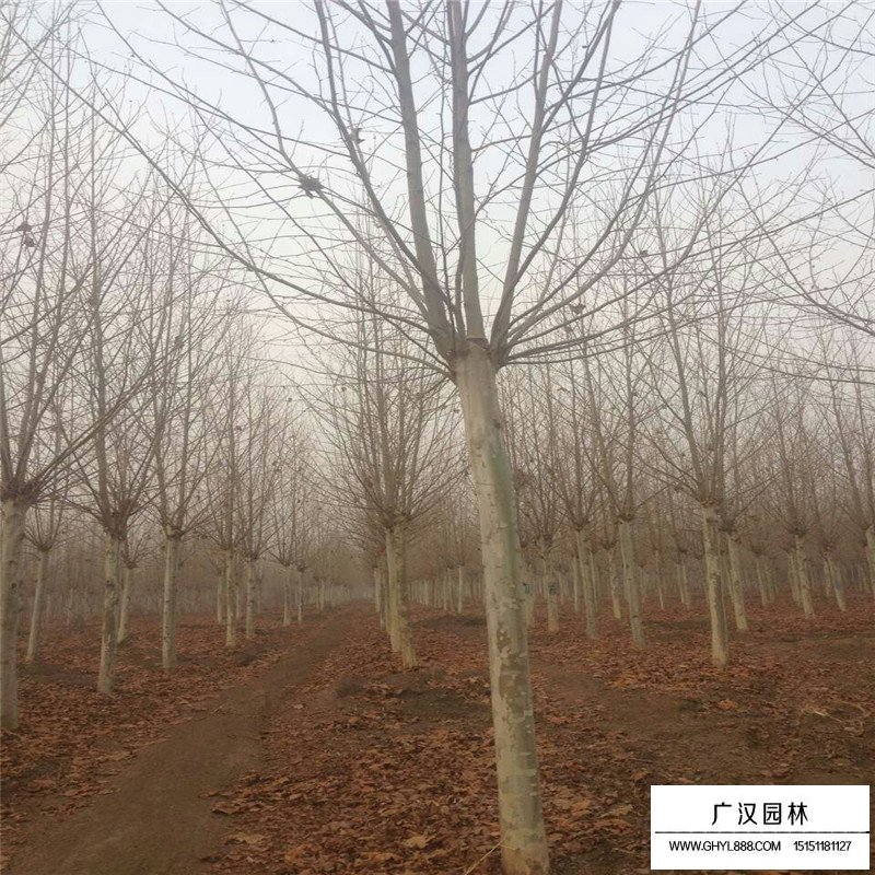 沭阳速生法桐