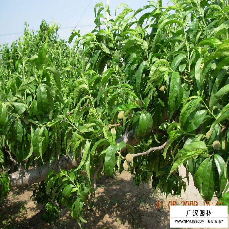 桃树价格