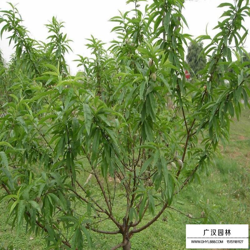 桃树价格