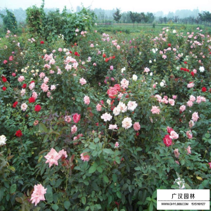 藤本月季价格