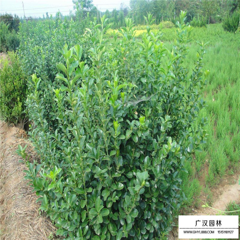 卫矛球价格