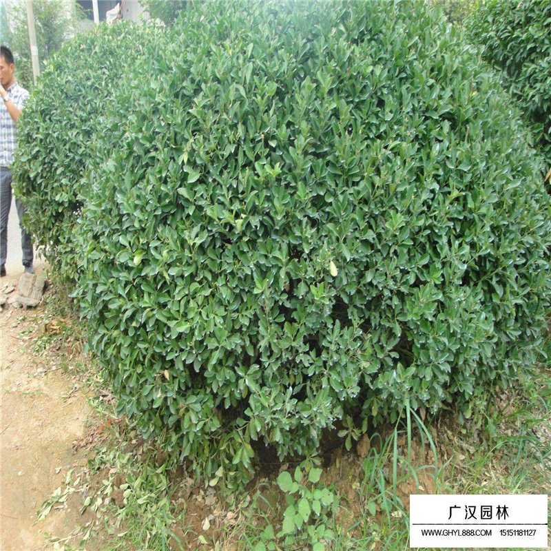 卫矛球价格