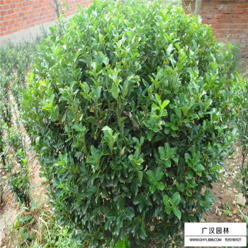 卫矛球价格