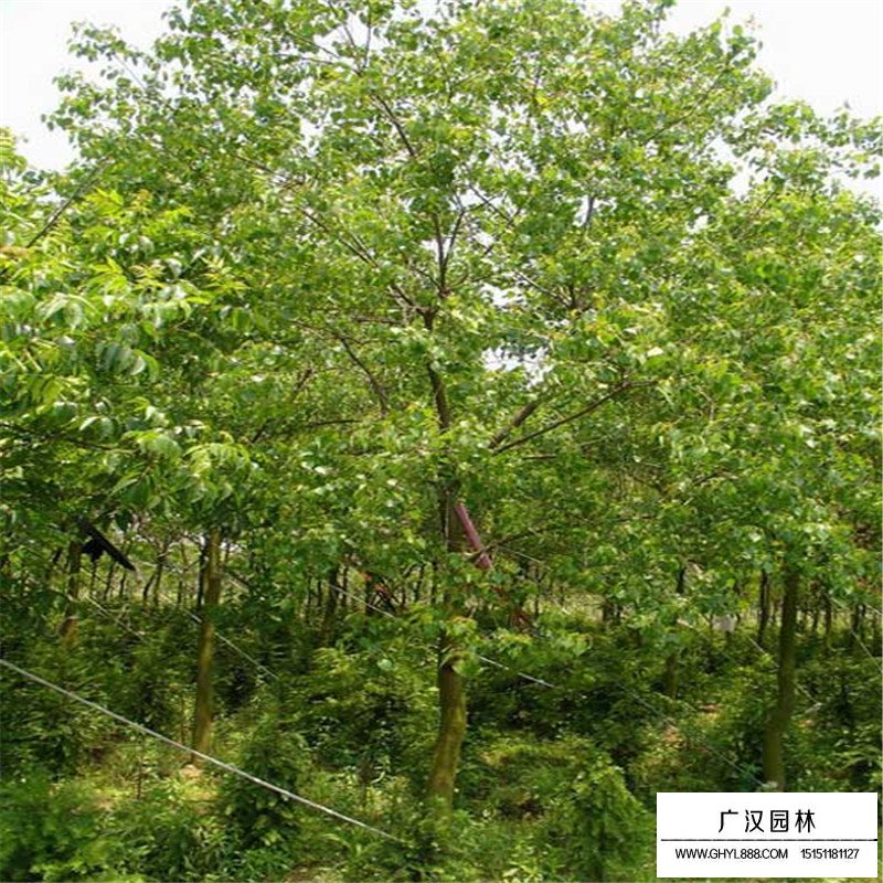 乌桕价格