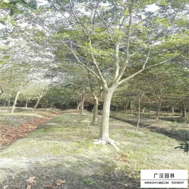 无患子基地