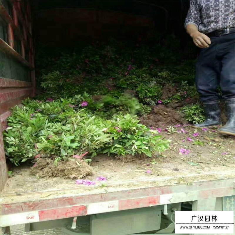 夏鹃价格