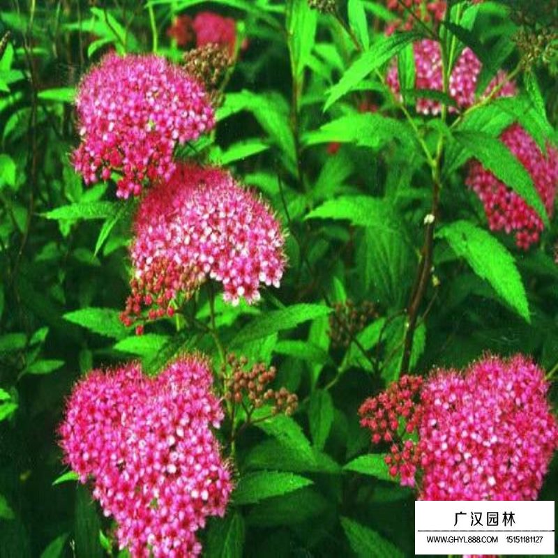 绣线菊(图3)