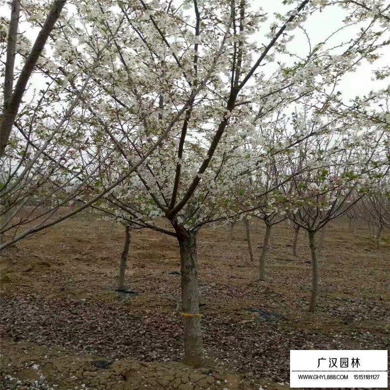 樱花树价格，樱花树苗，广汉园林