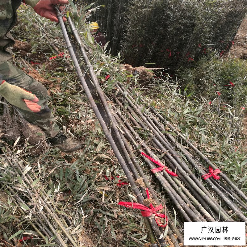 紫竹产地