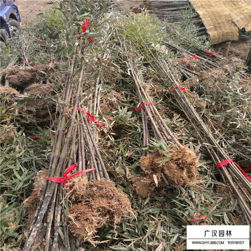 紫竹产地