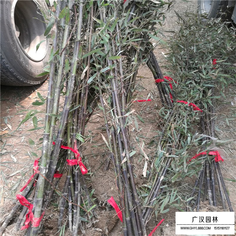 紫竹产地