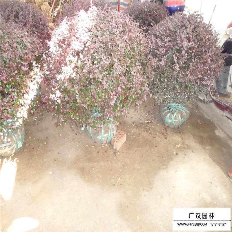 紫叶小檗球产地