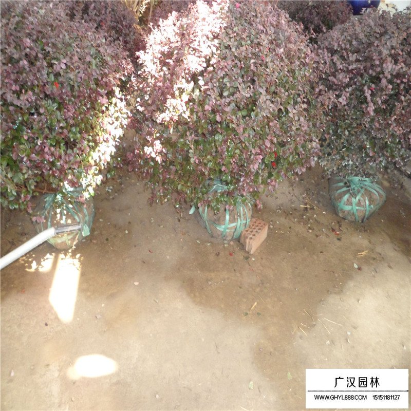 紫叶小檗球产地