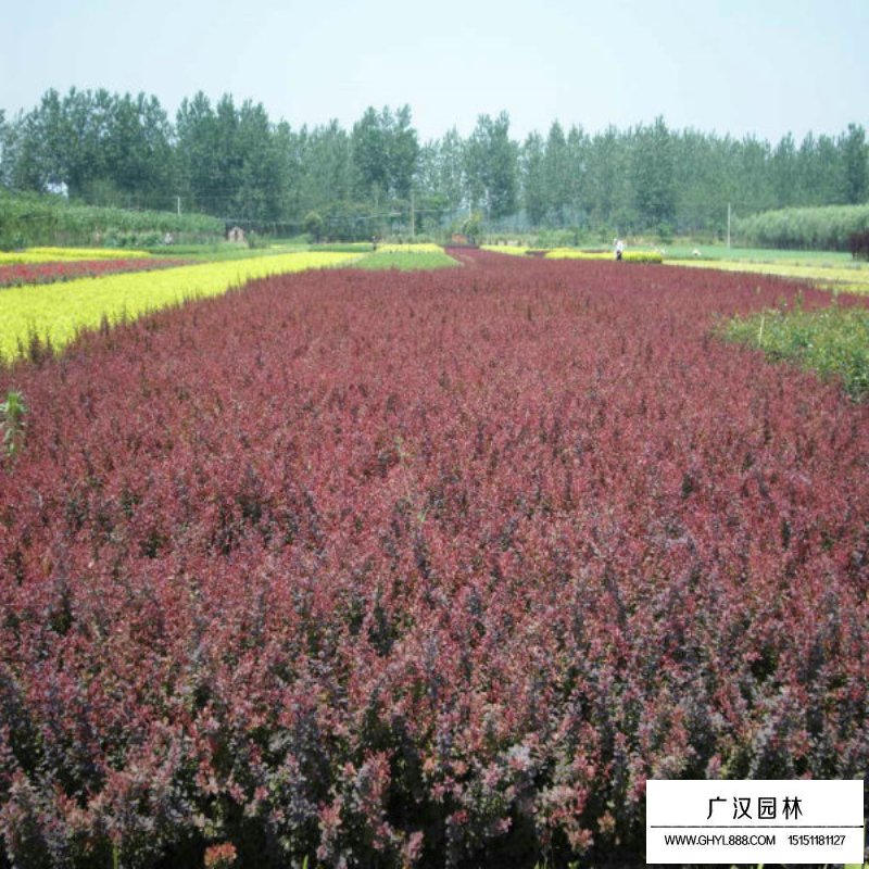 紫叶小檗产地