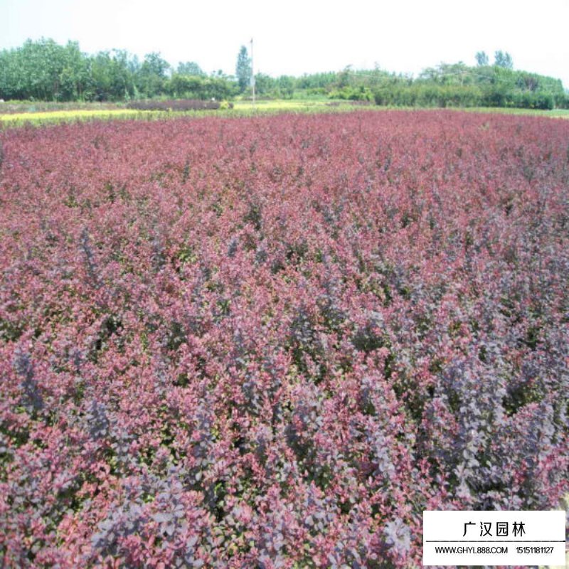 紫叶小檗产地