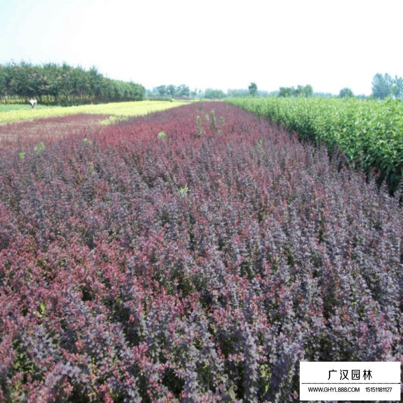 紫叶小檗盆景