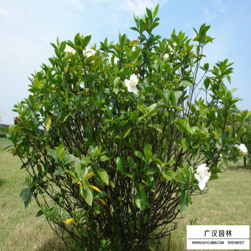 栀子花价格