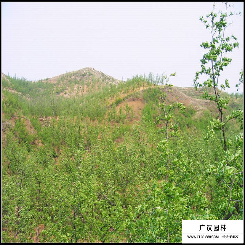 枣树价格