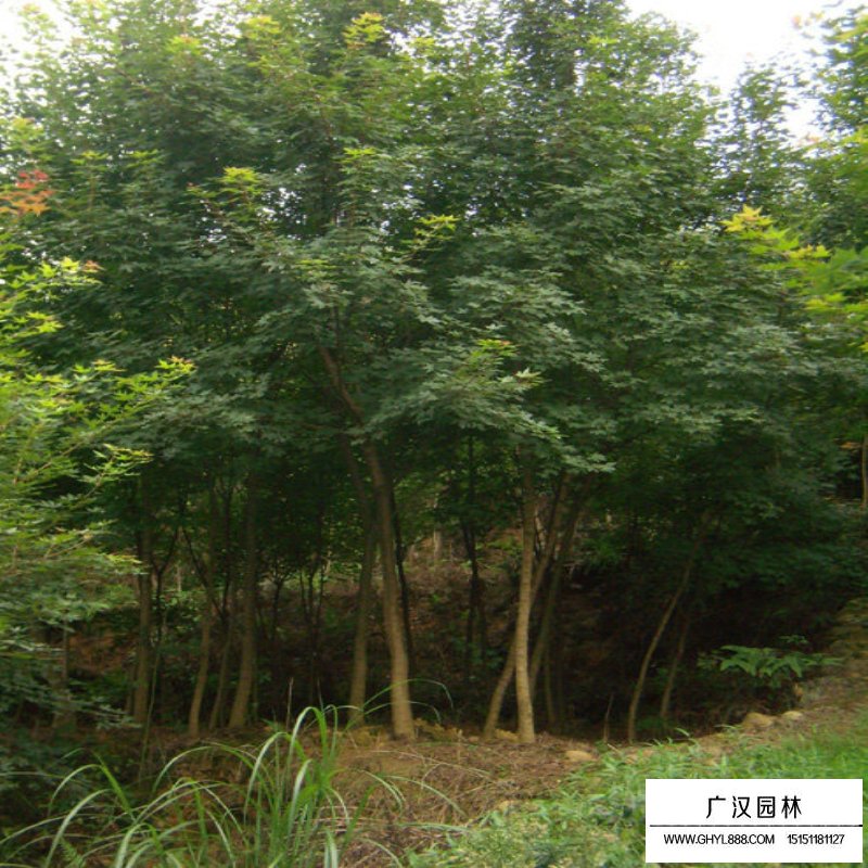 元宝枫沭阳基地