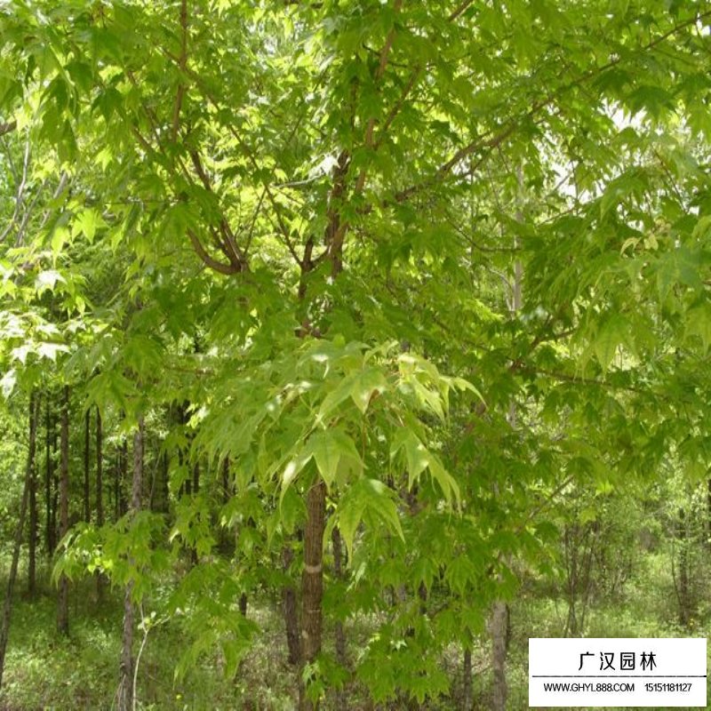元宝枫沭阳基地