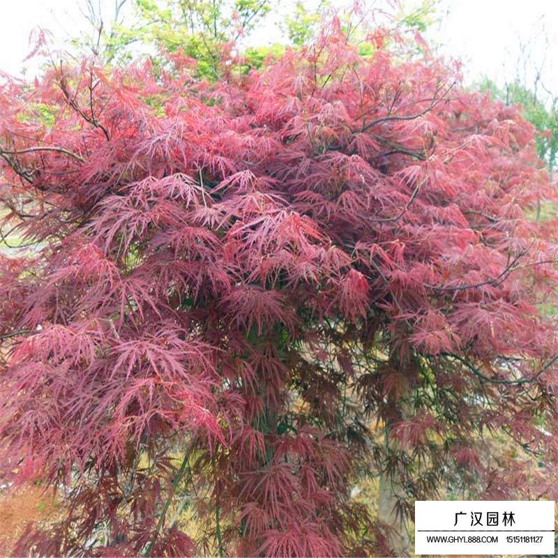羽毛枫沭阳价格