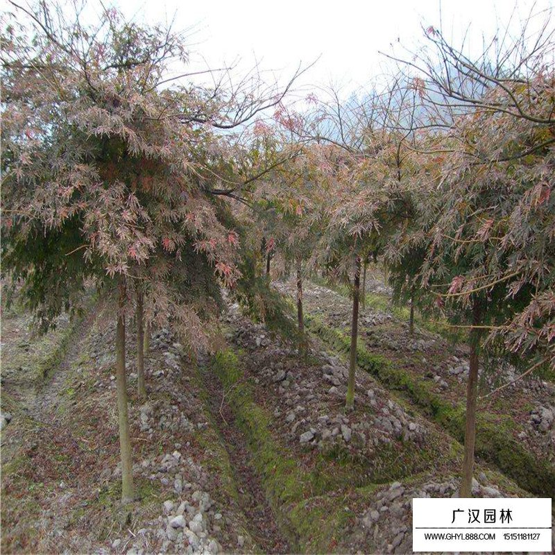 羽毛枫沭阳价格