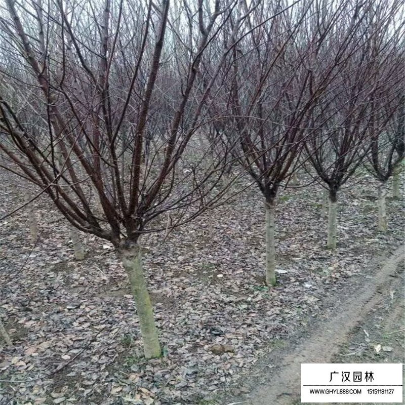 沭阳榆叶梅价格