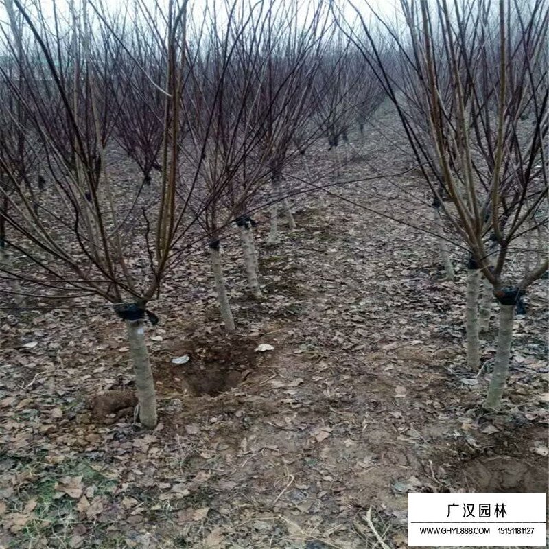 沭阳榆叶梅价格