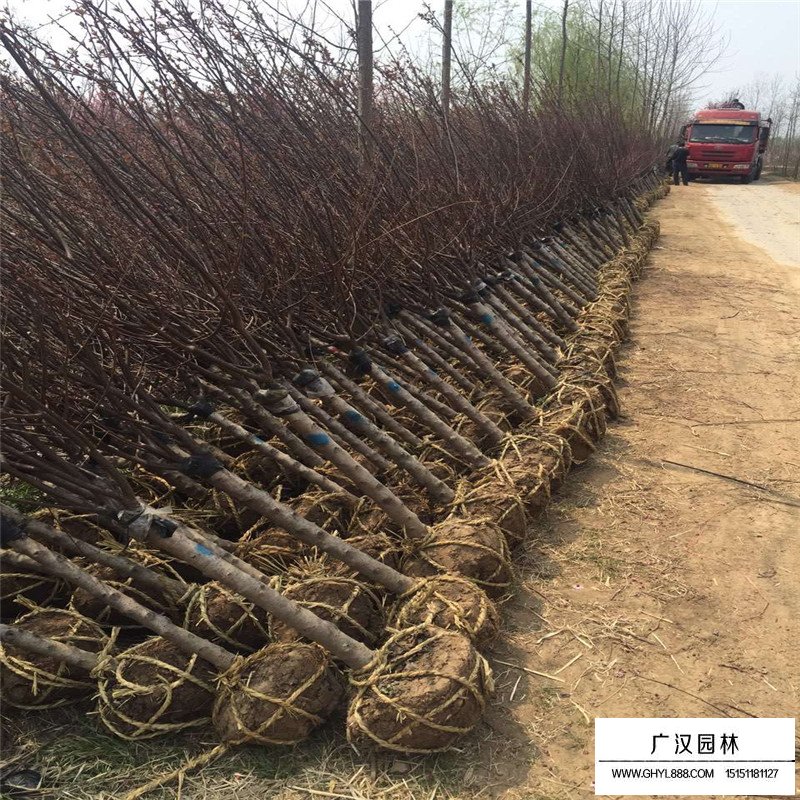 沭阳榆叶梅价格