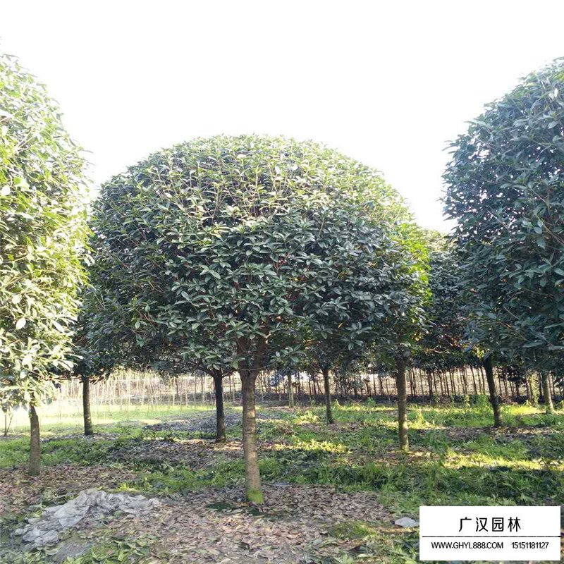 桂花树品种