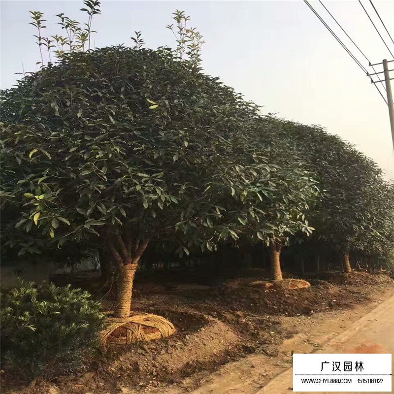 桂树(图1)