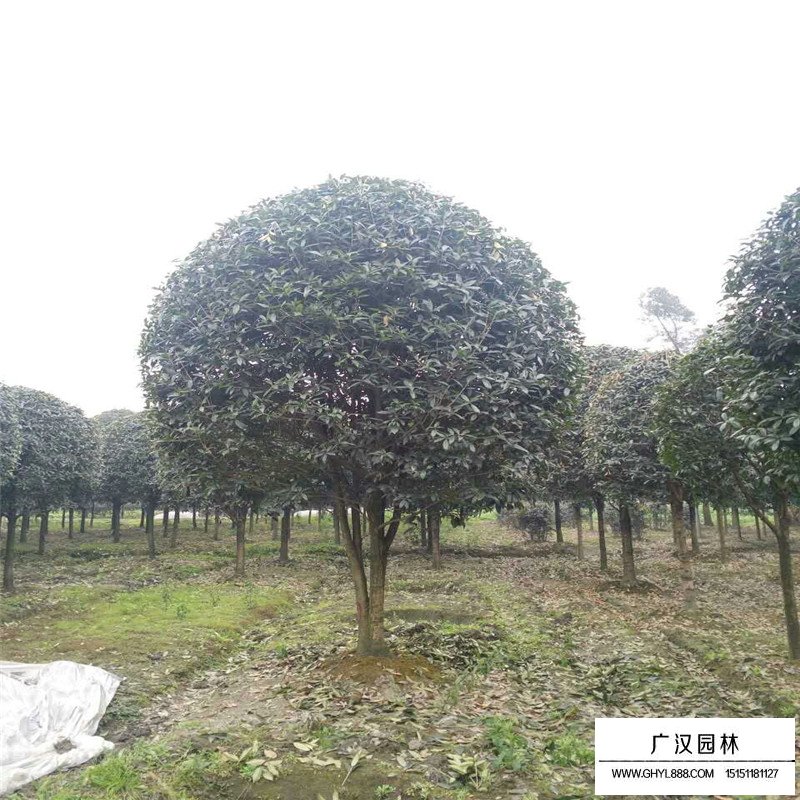桂树(图2)