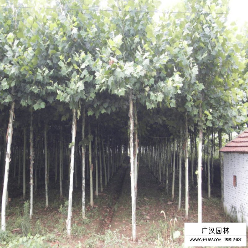 法桐树施肥技术