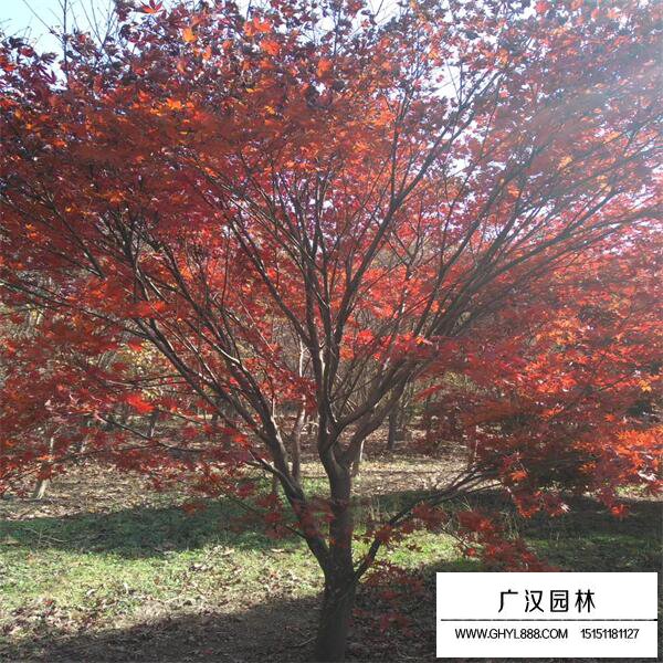 红枫树