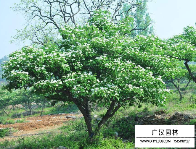 山楂树