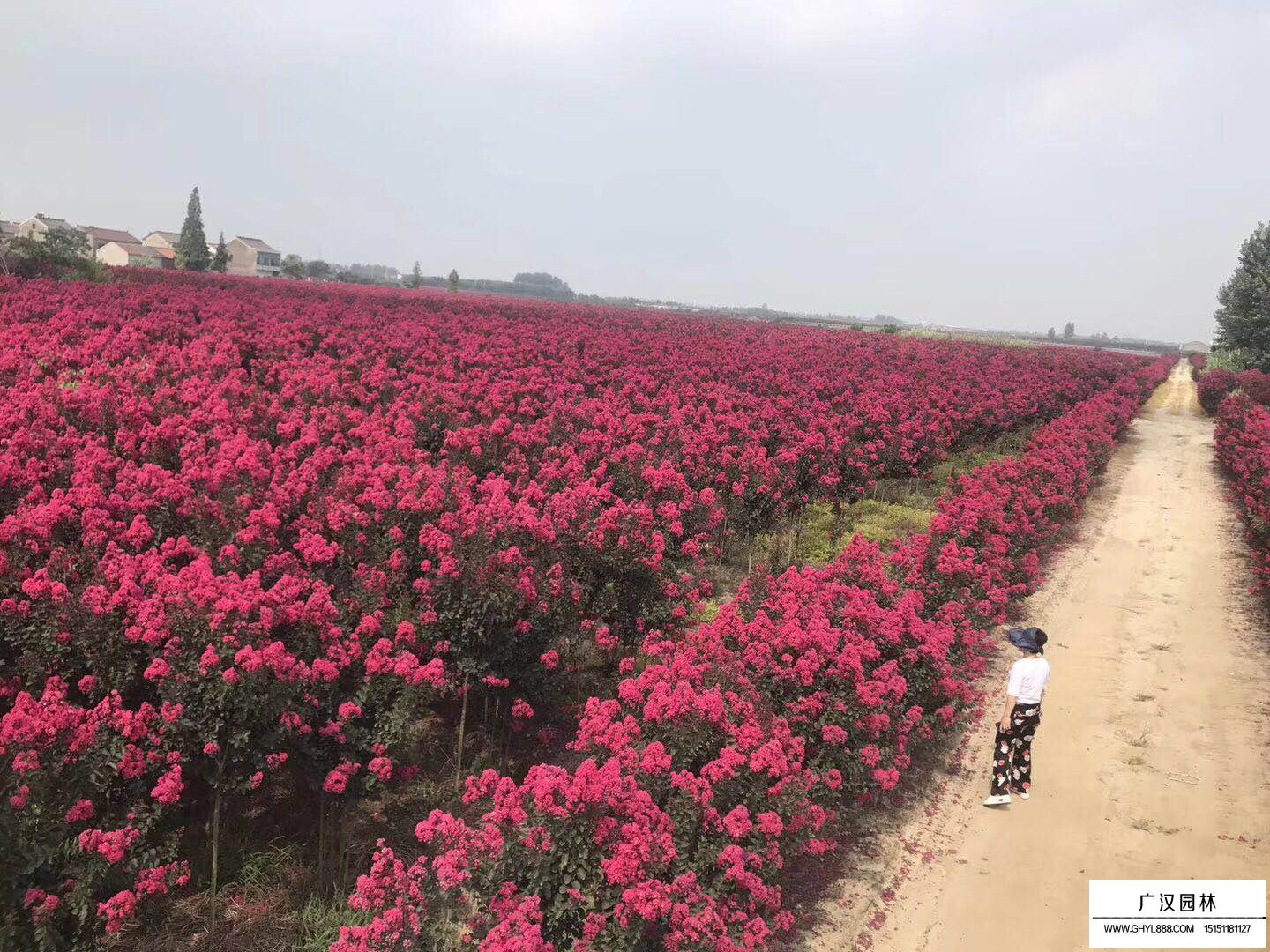 美国天鹅绒紫薇