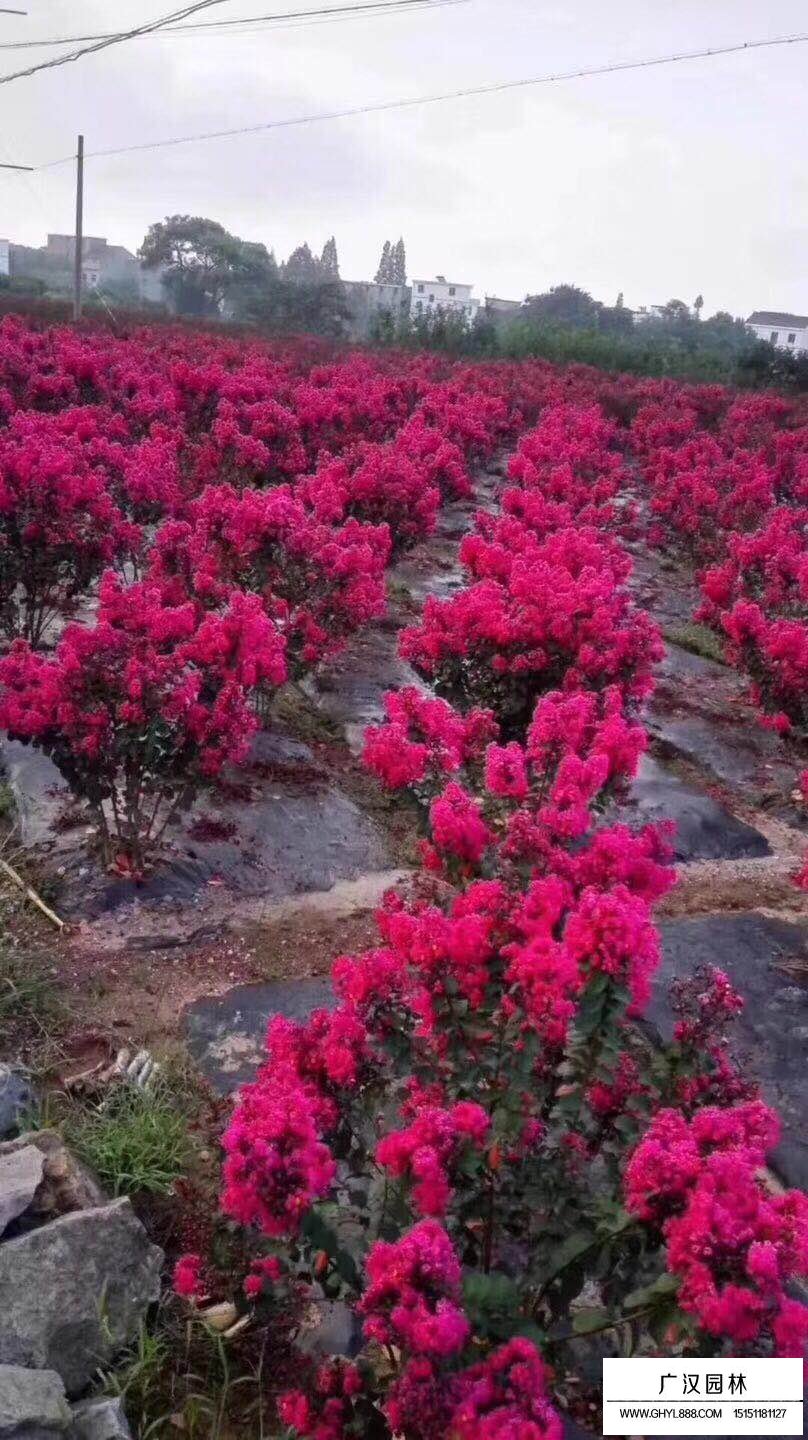 美国天鹅绒紫薇