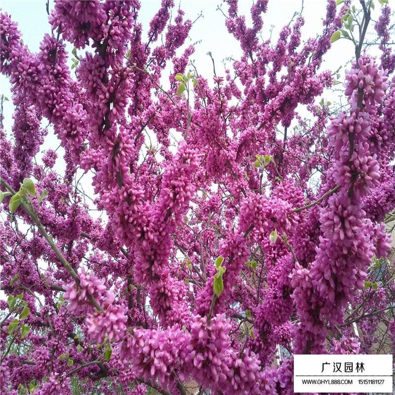 紫荆树嫁接砧木