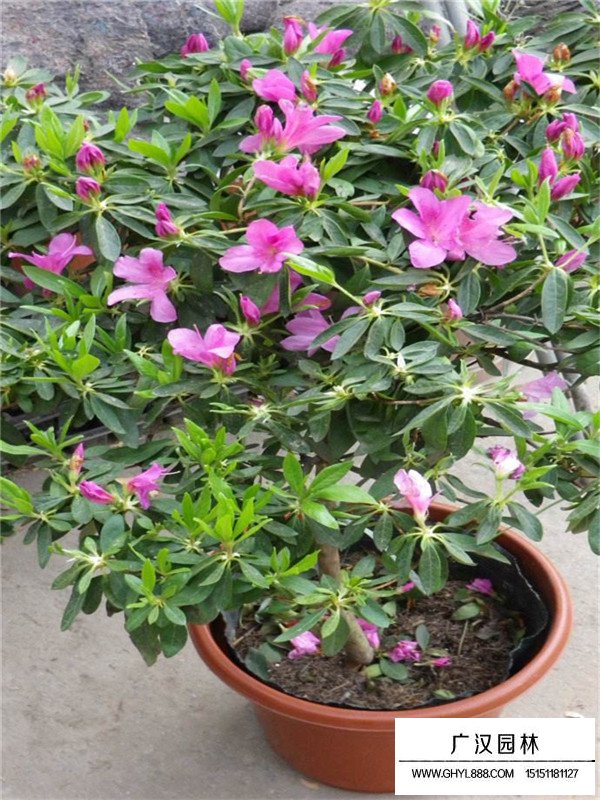 丛生花石榴属于灌木还是乔木?