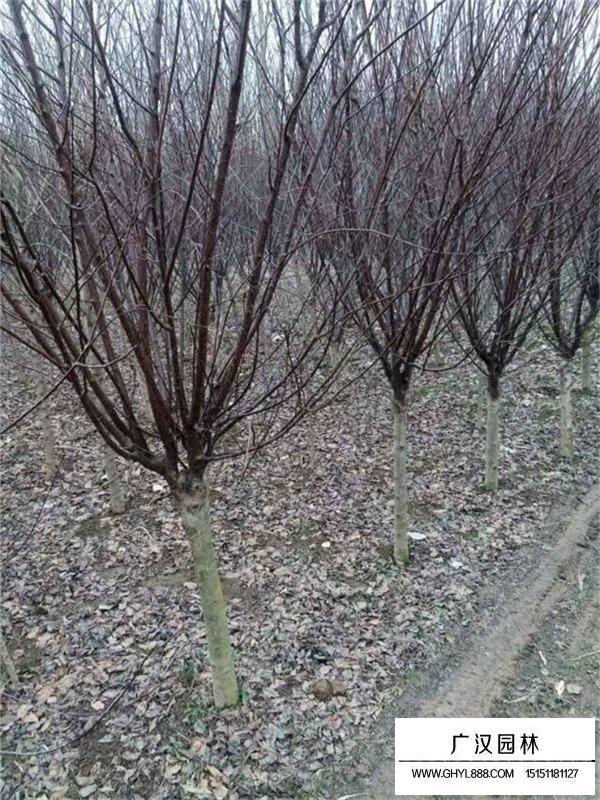 榆叶梅树苗造型盆景