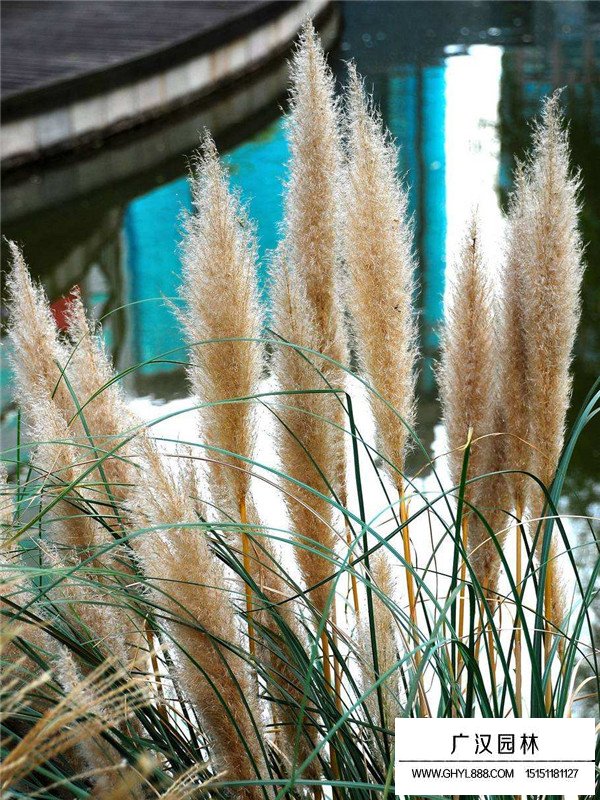 芒草