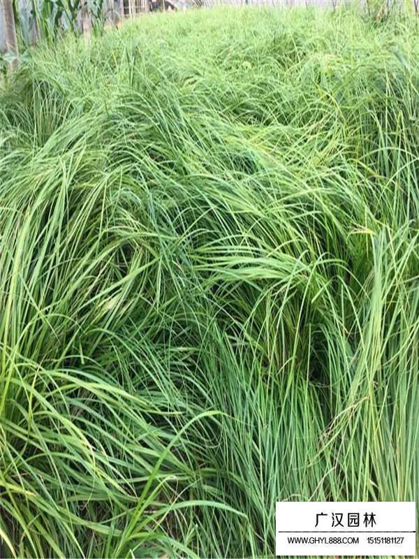 苔草