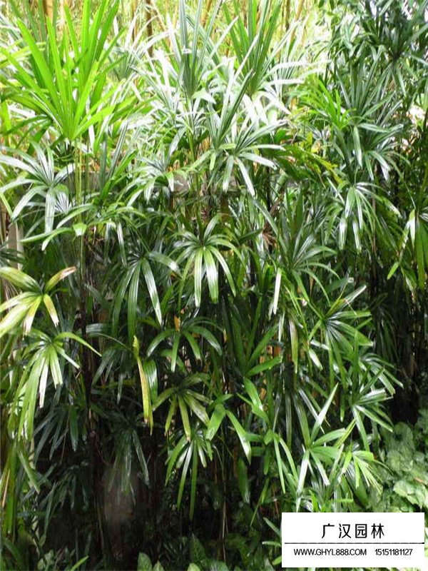 棕竹(图1)