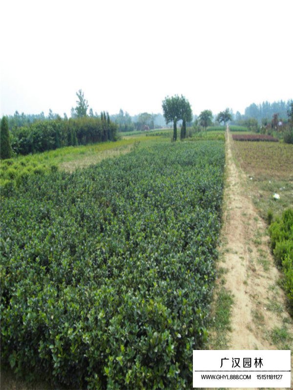 大叶黄杨的园林用途(图1)