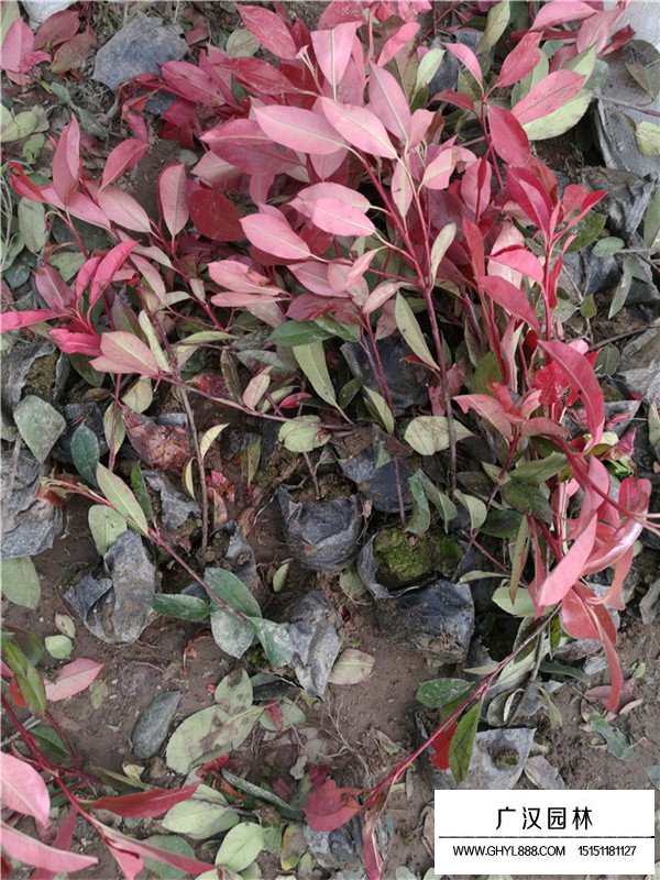 红叶石楠容器苗怎么繁殖(图3)