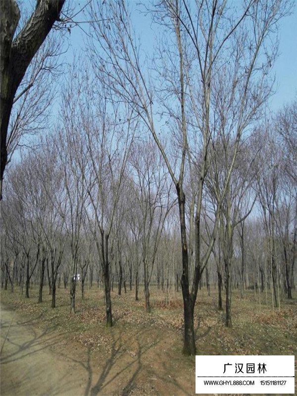 板栗树(图4)
