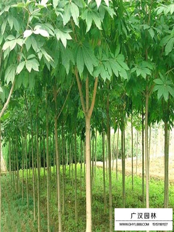 七叶树用处以及生长环境(图3)