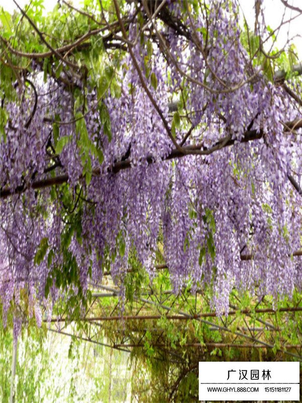 紫藤树价格贵吗？(图3)