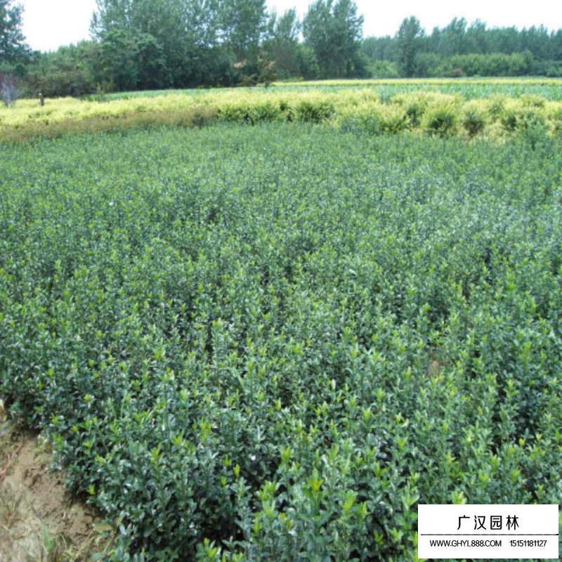 大叶黄杨生长适宜环境(图2)