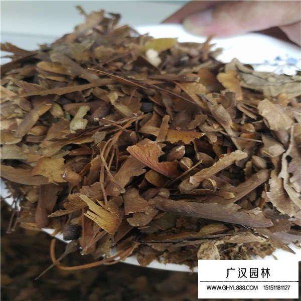 青枫树种子多少钱一斤(图2)